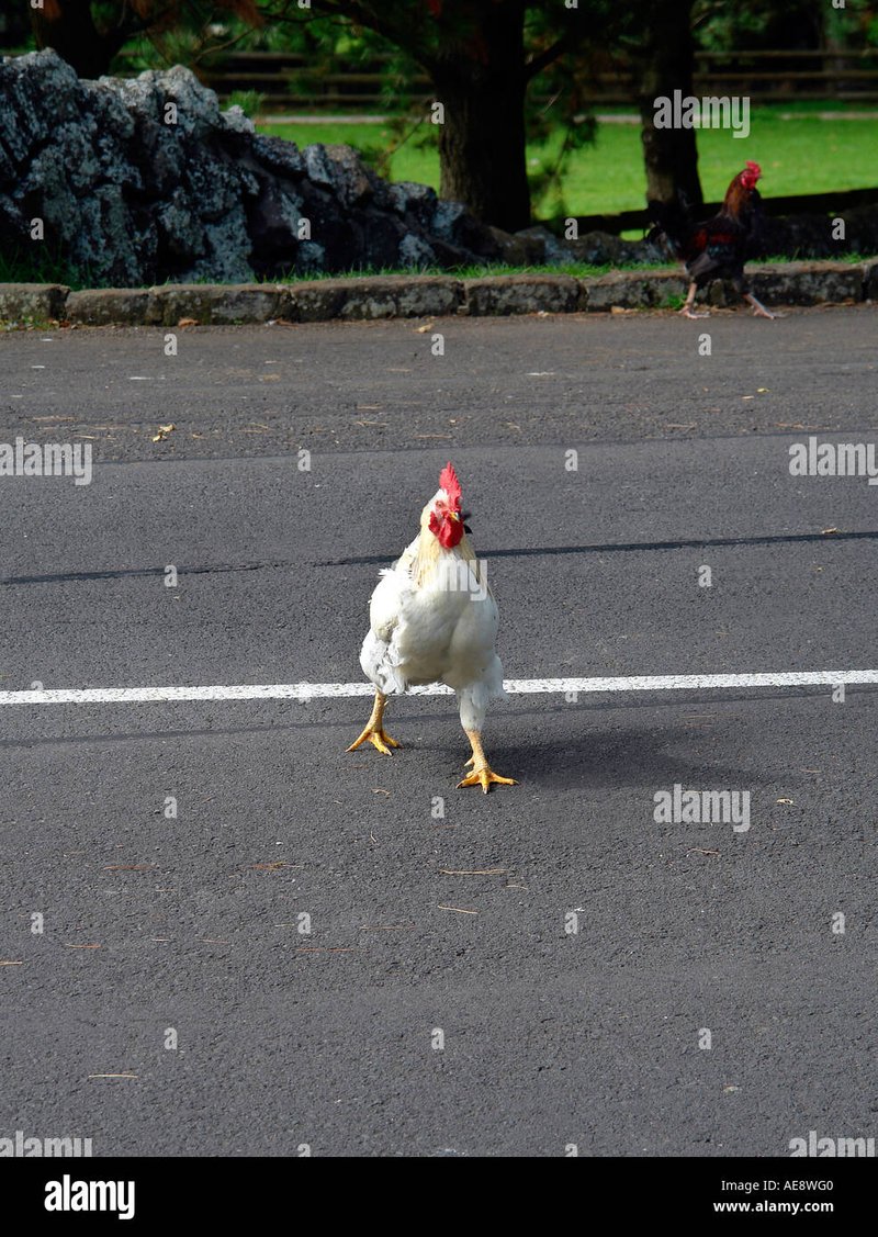 Erleben Sie das spannende Chicken Road Casino Erfahrung in Deutschland - overview Erleben Sie das spannende Chicken Road Casino Erfahrung in Deutschland - overview